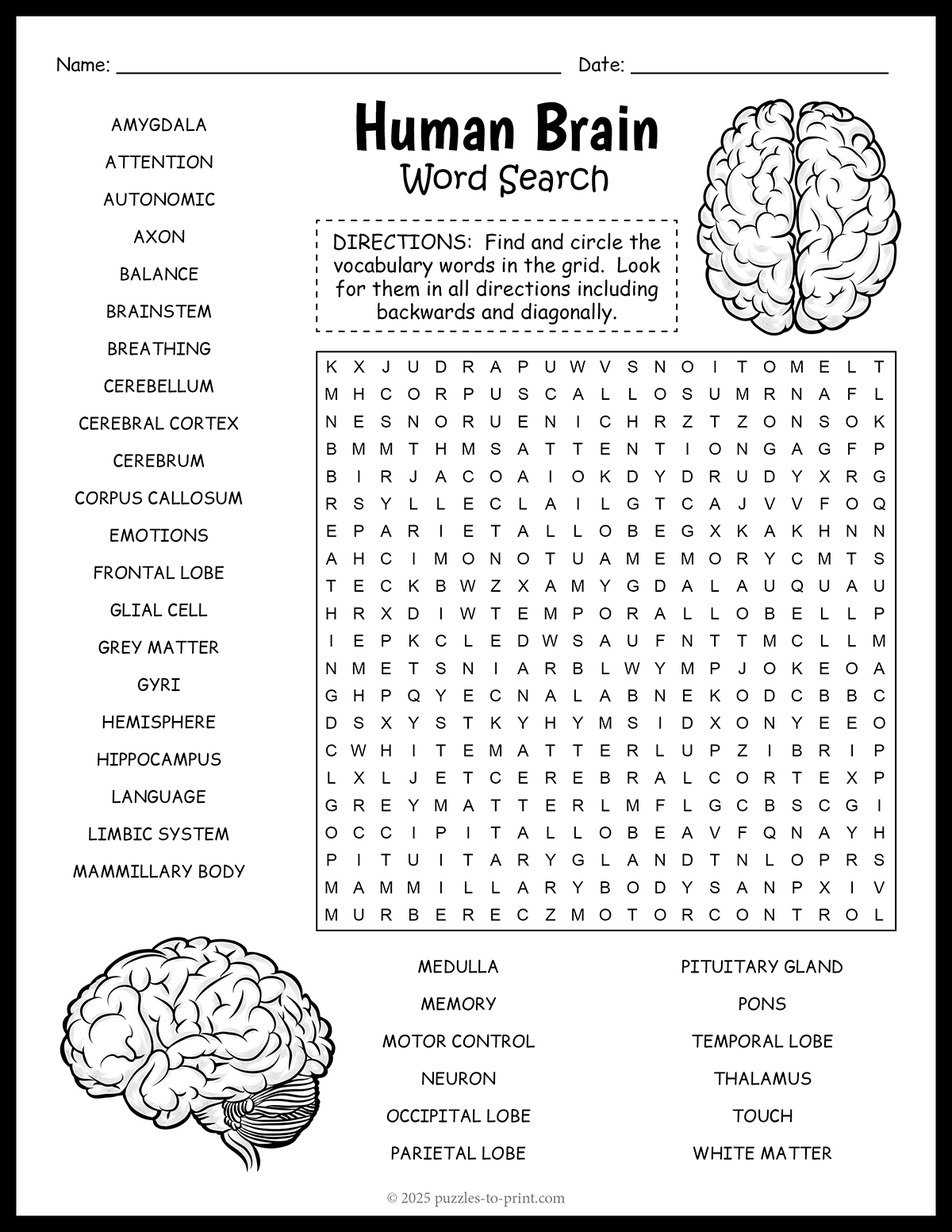 Human Brain Word Search shtml